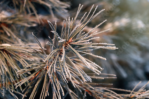 Conifer tree branch covered with hoarfrost outdoors on winter morning  closeup