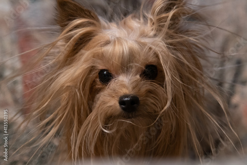 Funny yorkshire terrier portrait close-up 