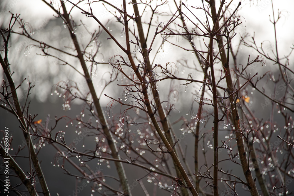 Beautiful raindrops on a tree branches in winter with a dreamy effect from light behind. Beige, brown and grey colors. Selective focus with bokeh background. Beautiful raindrops on a tree branches in winter with a dreamy effect from light behind. Beige, brown and grey colors. Selective focus with bokeh background.