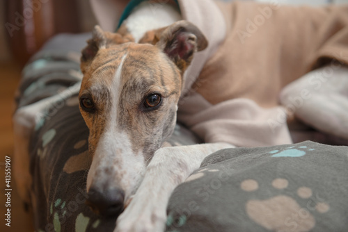 Close up portrait of the face of a brindle and white pet greyhound