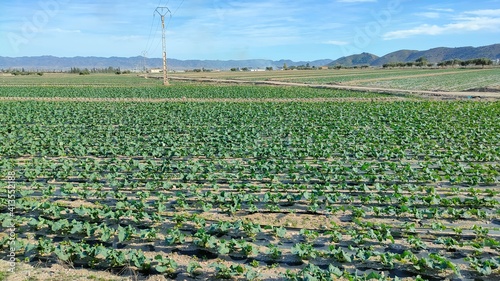 field of corn