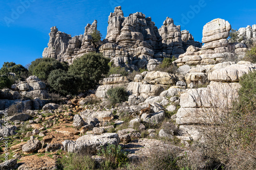 many Iberian wild mountain goats in the El Torcal Nature Park in Andalusia
