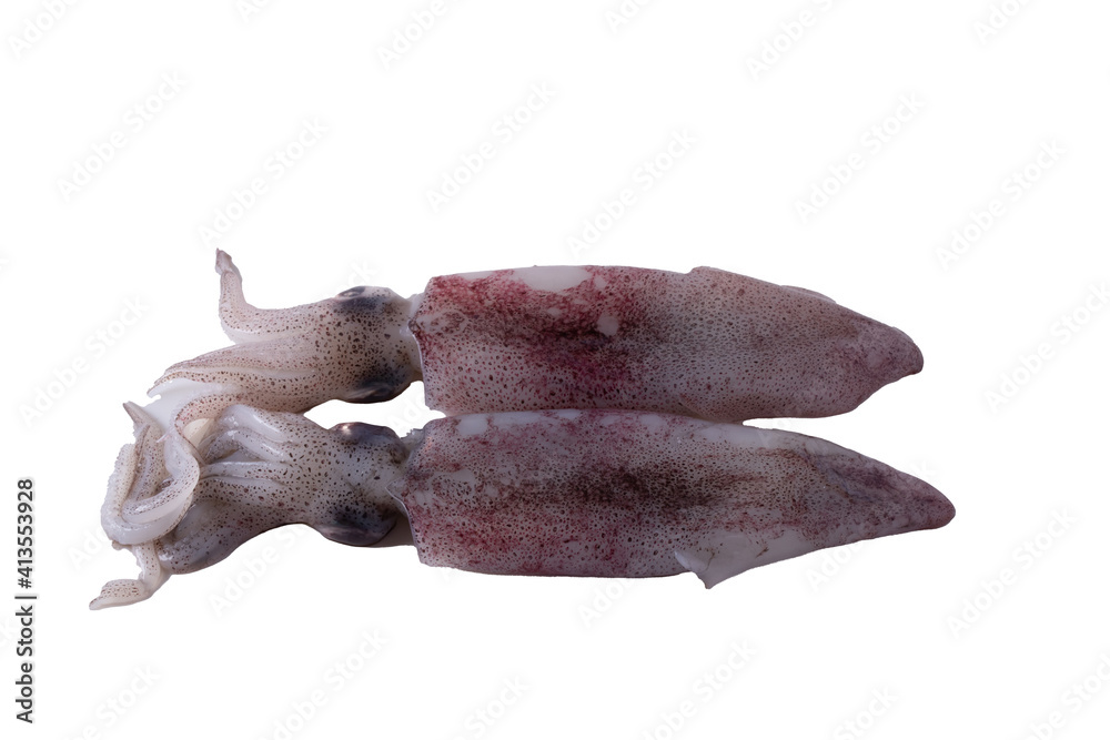 Obraz premium fresh squids on white background