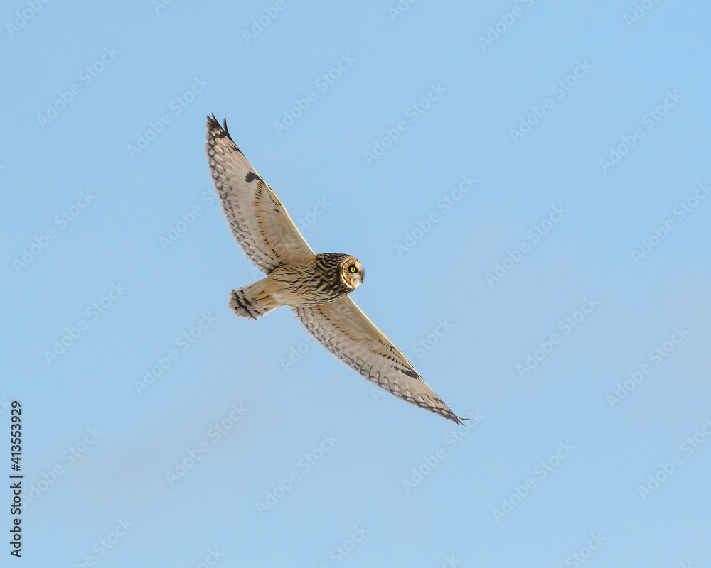 Obraz premium Short-eared Owl in Flight on Blue Sky in Winter