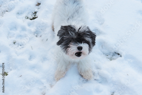 bolonka zwetna maltese mix in the snow, ready to play