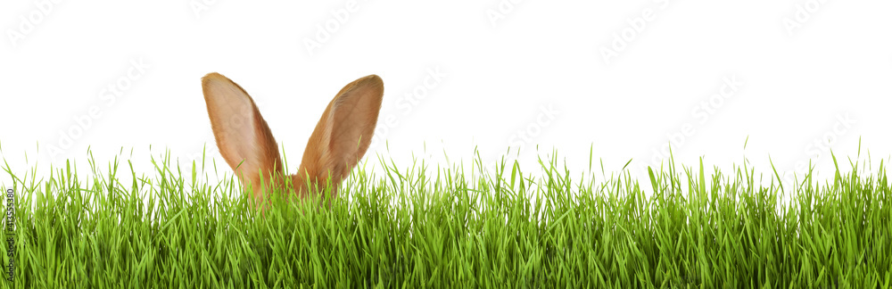 Fototapeta Słodki zając wielkanocny chowający się w zielonej trawie na białym tle