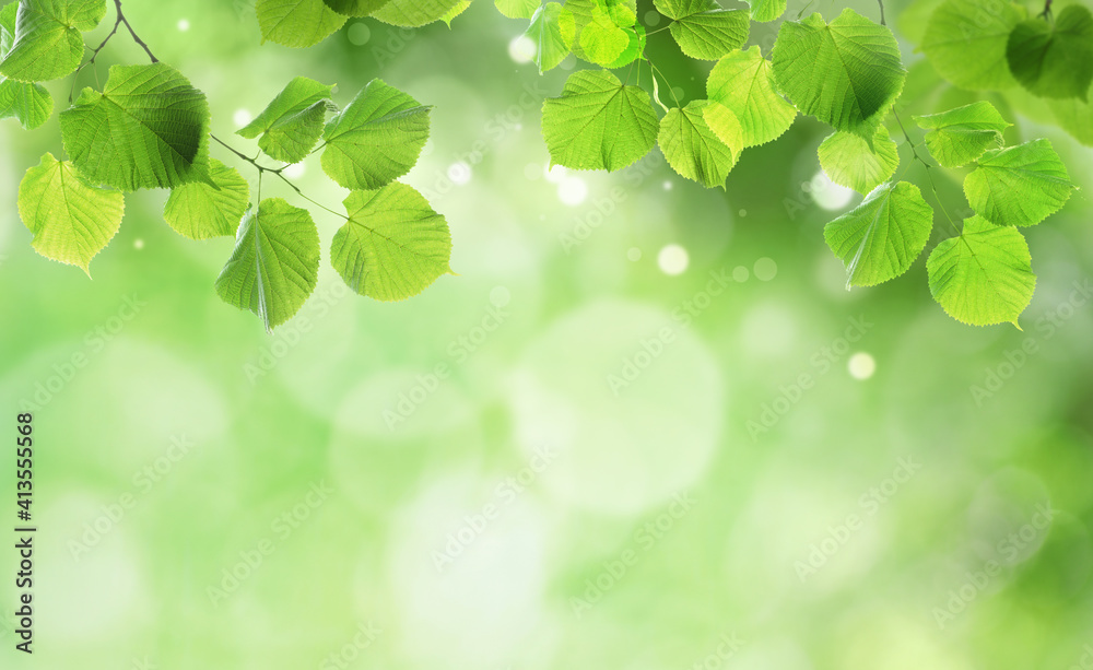 Beautiful green leaves on blurred background, space for text. Spring season Beautiful green leaves on blurred background, space for text. Spring season