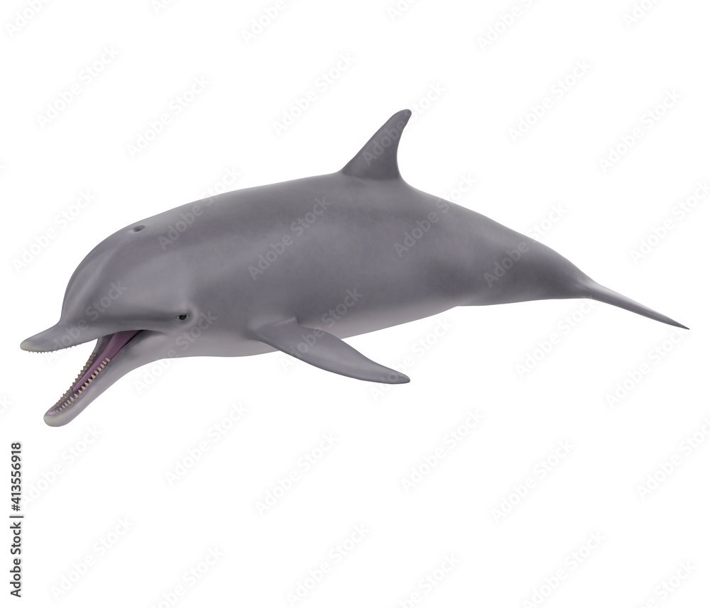 Dolphin Isolated Dolphin Isolated