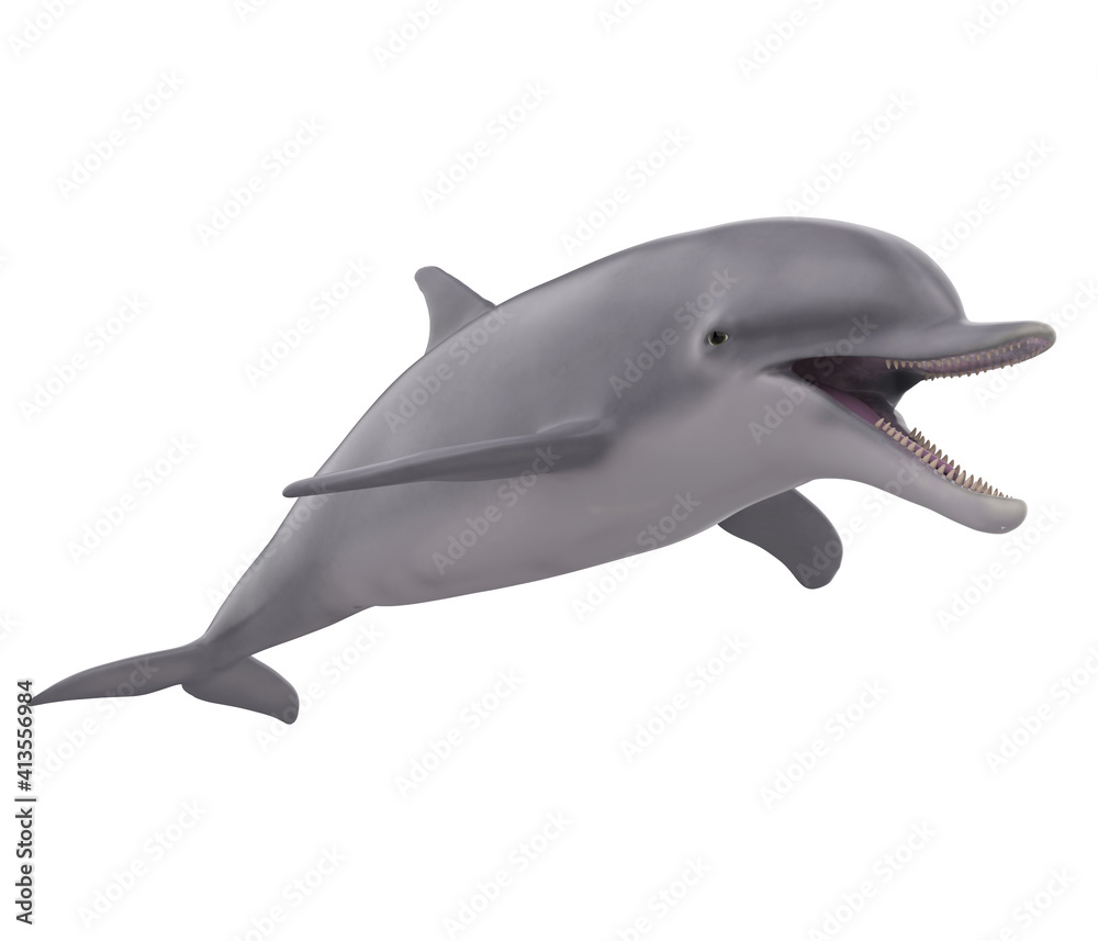 Dolphin Isolated Dolphin Isolated
