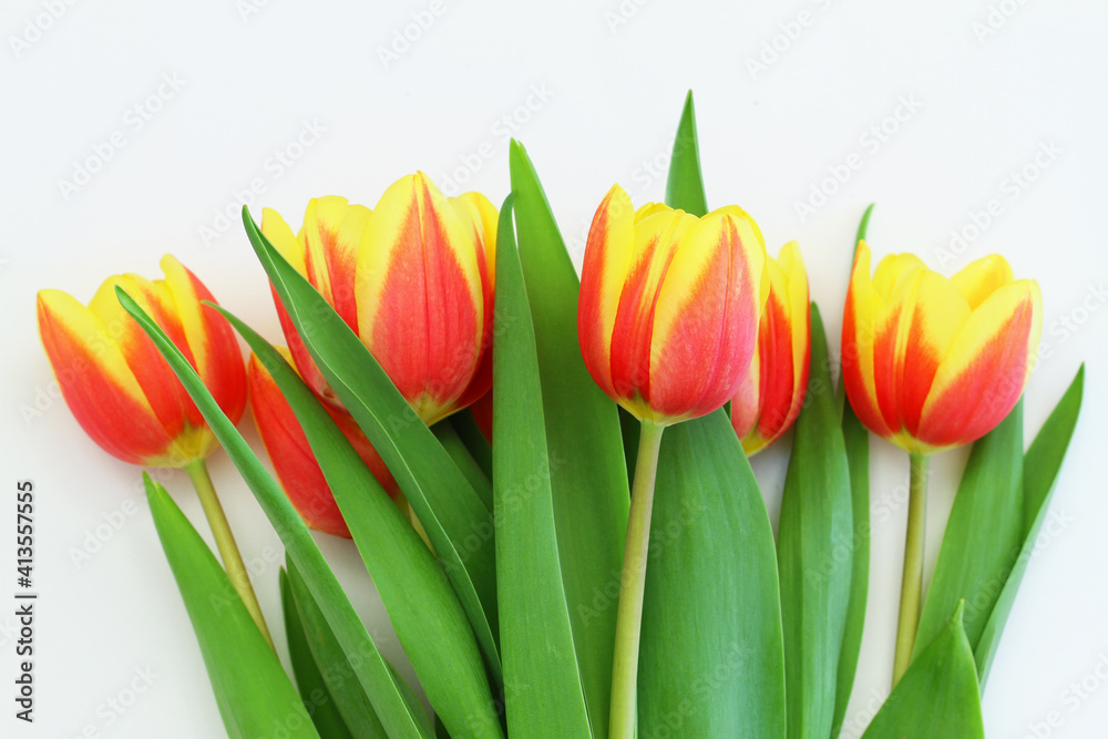 Colorful Dutch tulips on white wooden surface with copy space