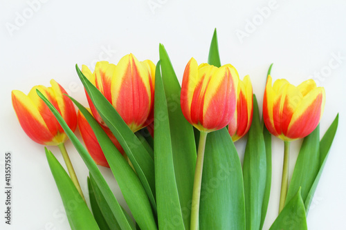 Obraz na płótnie Colorful Dutch tulips on white wooden surface with copy space
w salonie