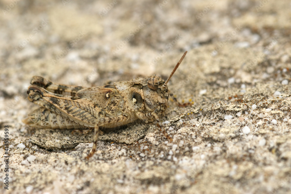 Closeup of a Frenh grasshopper, Acrotylus fisheri , from Gard Closeup of a Frenh grasshopper, Acrotylus fisheri , from Gard