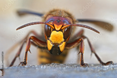 Closeup of a disturbed and threatening European hornet, Vespa cabro