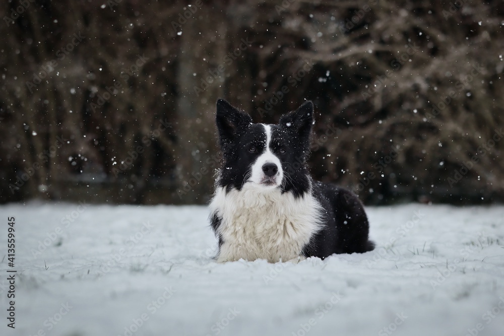 Border Collie in the Snow during Snowfall. Black and White Dog Lies Down in the Garden during Cold Day. Border Collie in the Snow during Snowfall. Black and White Dog Lies Down in the Garden during Cold Day.