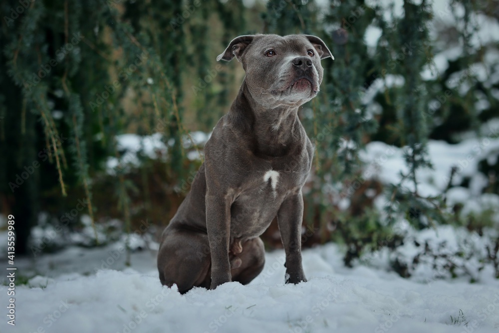 Sitting Staffordshire Bull Terrier in the Winter Garden. Adorable Staff Bull Dog during Cold Day. Sitting Staffordshire Bull Terrier in the Winter Garden. Adorable Staff Bull Dog during Cold Day.