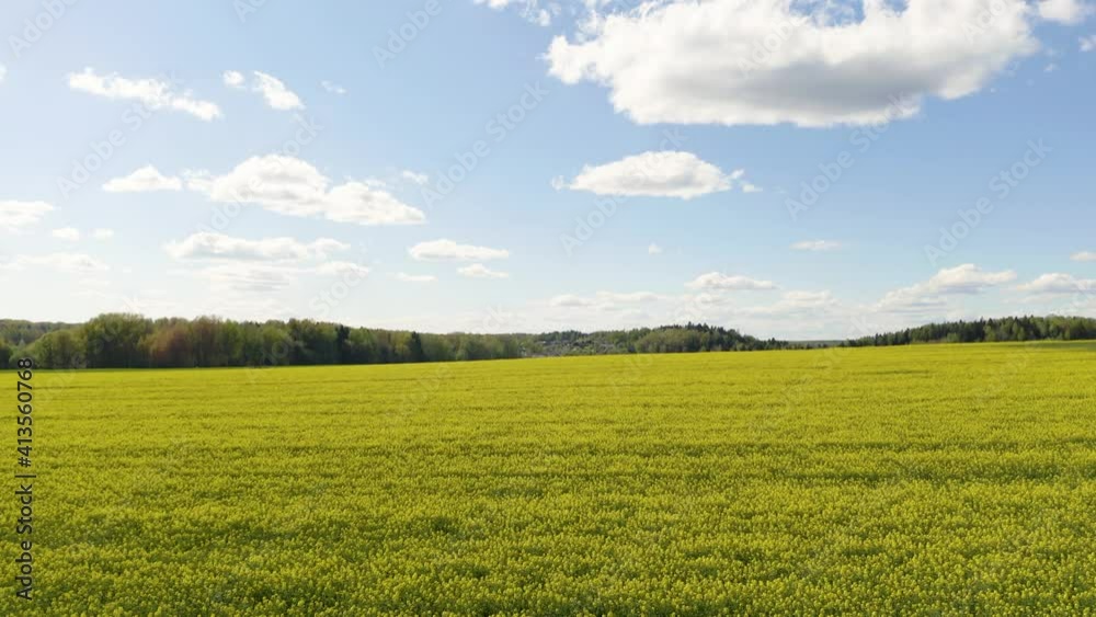 Bird-eye view on field of rapeseed, nature background.
Bird-eye view on field of rapeseed, nature background.