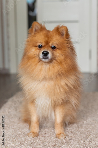 Portrait of a red dog German Spitz. Pomeranian. Domestic dog.