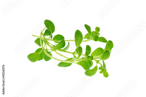 Bunch of fresh marjoram isolated on white background in close-up