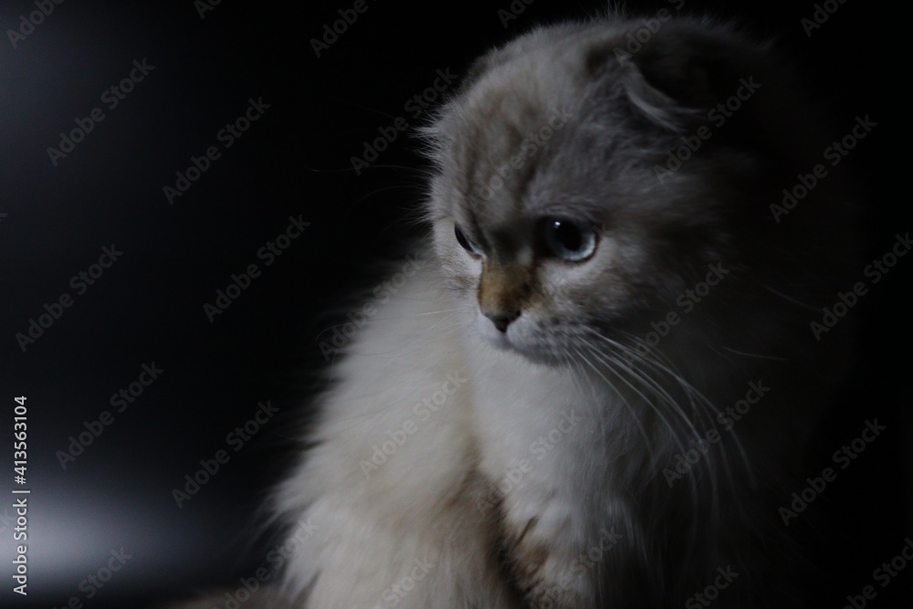 Fototapeta premium White Scottish Longhair Cat Background. 