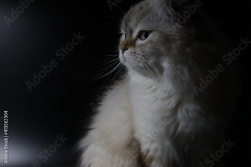 White Scottish Longhair Cat Background. 