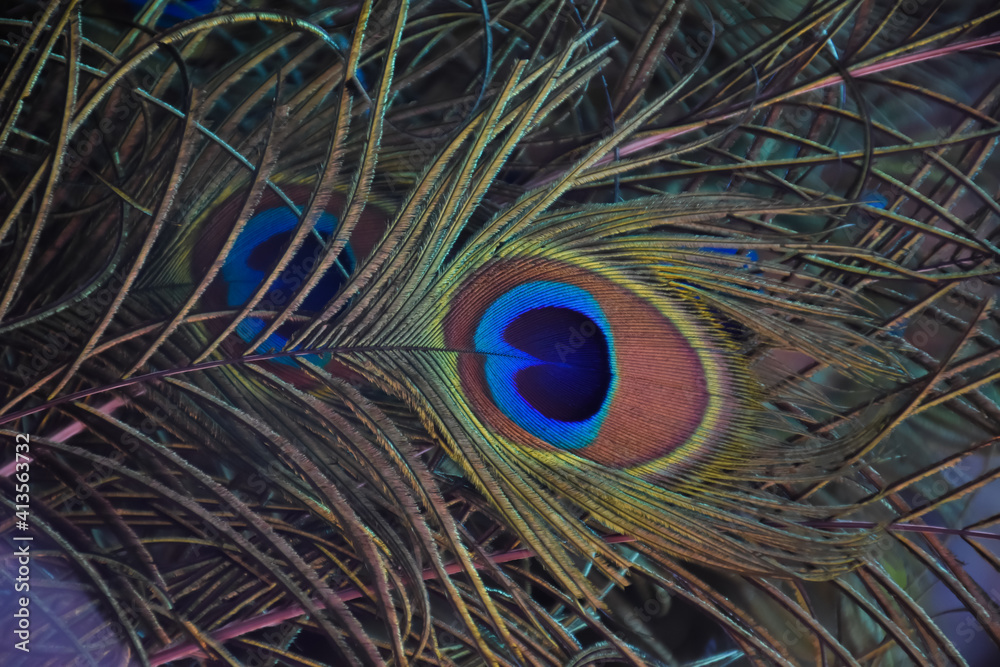 Fototapeta premium Blurred background of peacock feathers, soft focus