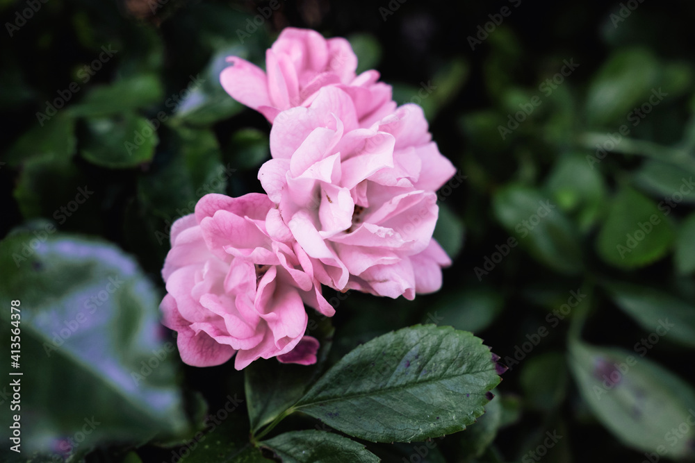 Rosa gallica, blooming pink wild flowers in spring