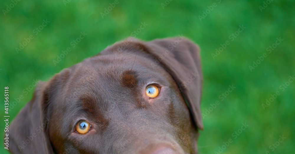 portrait of a dog portrait of a dog