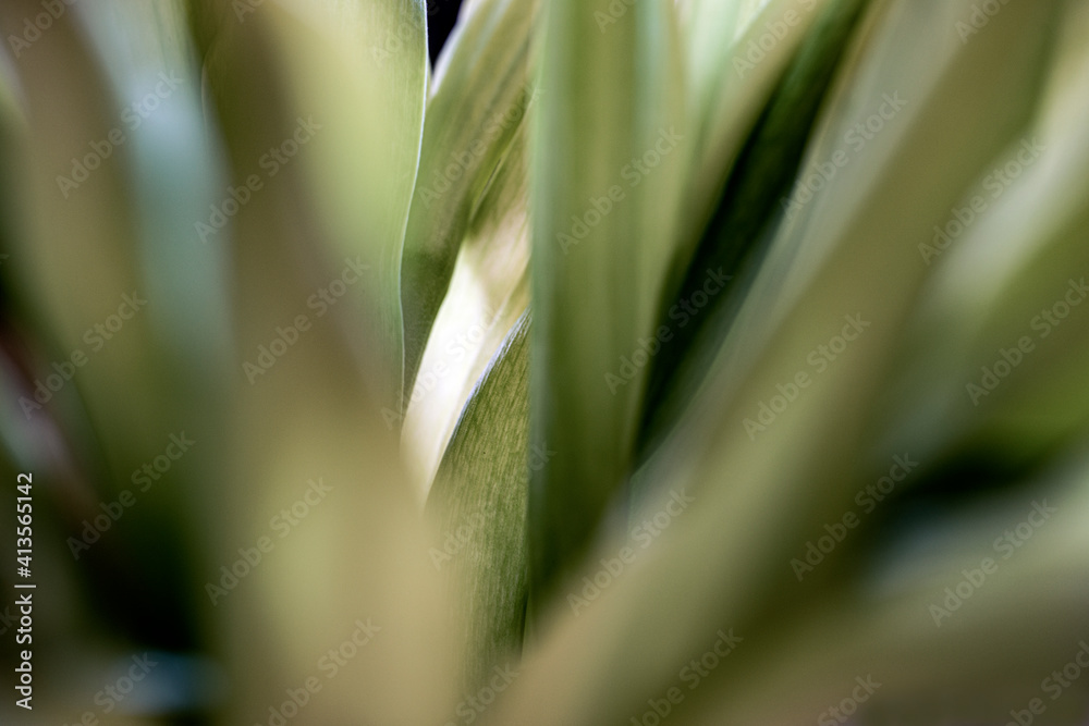 Fototapeta premium close up of a plant, nacka,sverige,stockholm,sweden