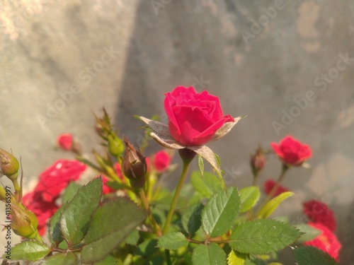 Red Rose Flower © Retesh