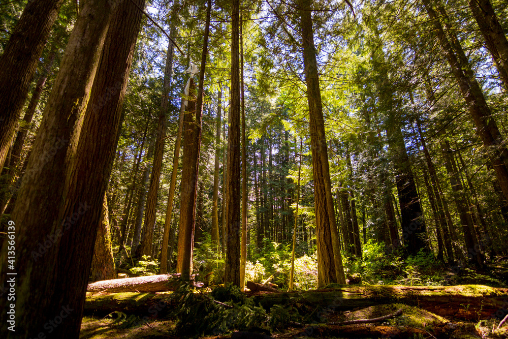 Naklejka premium sun rays in the forest
