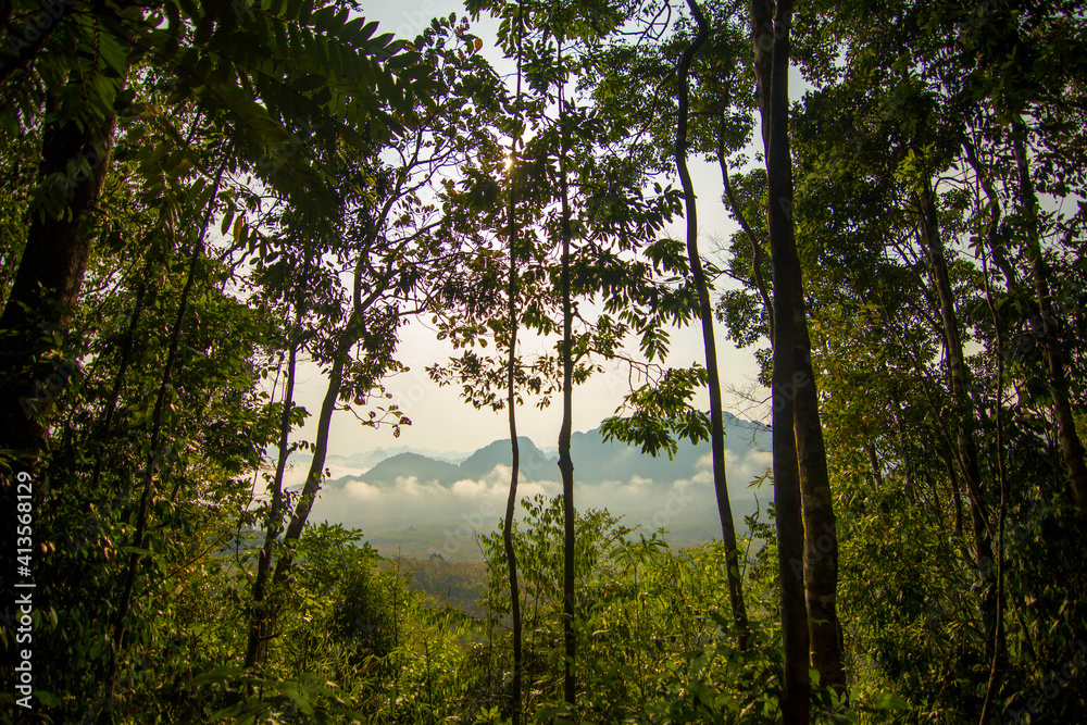 Fototapeta premium Jungle in Khao Sok, national park, Thailand
