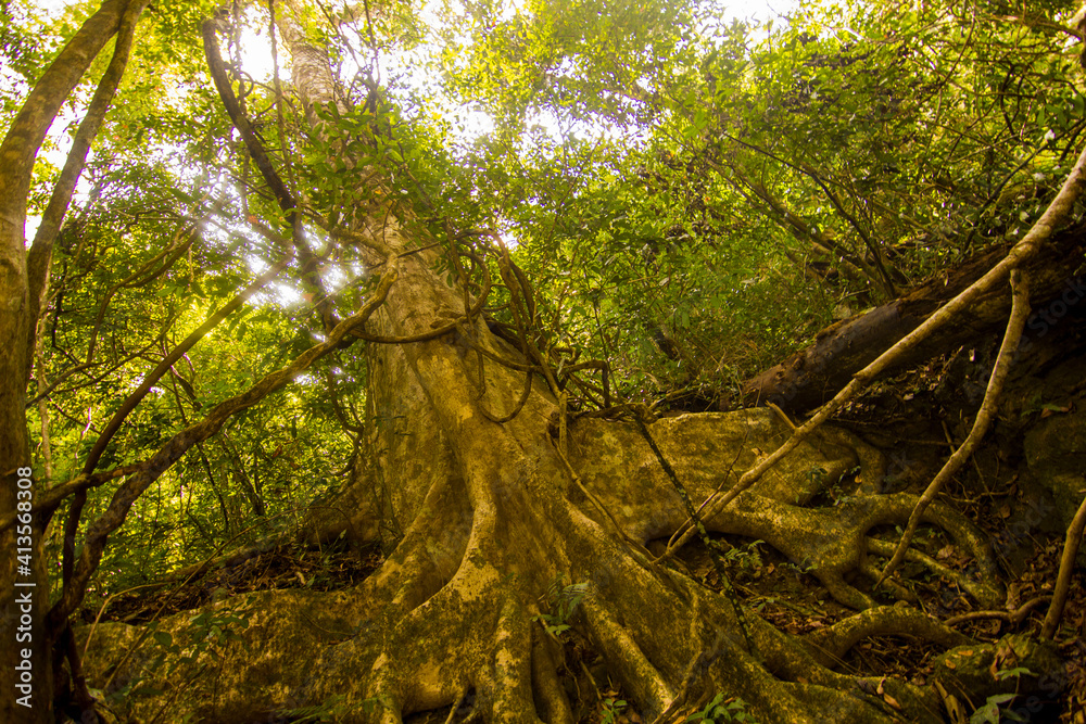 Fototapeta premium Jungle in Khao Sok, national park, Thailand