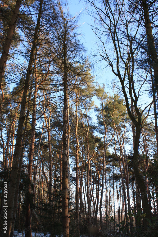 Sun reflections in the forest Sun reflections in the forest