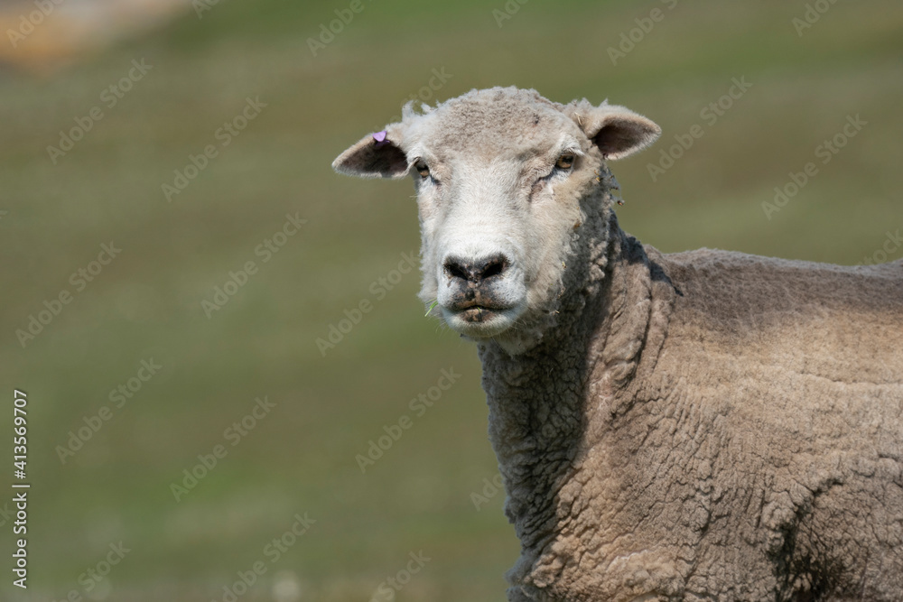 Fototapeta premium Sheep (Ovis aries)