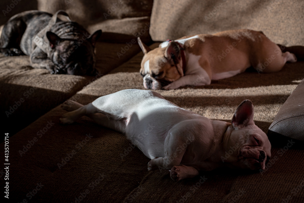 three french bulldogs peacefully resting in bed. white brown and black frenchies resting. cute dog family in room three french bulldogs peacefully resting in bed. white brown and black frenchies resting. cute dog family in room