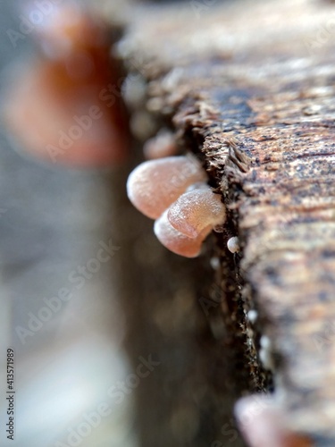 Jews ear (wood ear, Auricularia auricula, Hirneola polytricha, jelly ear, pepeao, Judas's Ear), growing on a tree. Used in folk medicine for complaints including sore throats, sore eyes and jaundice. photo