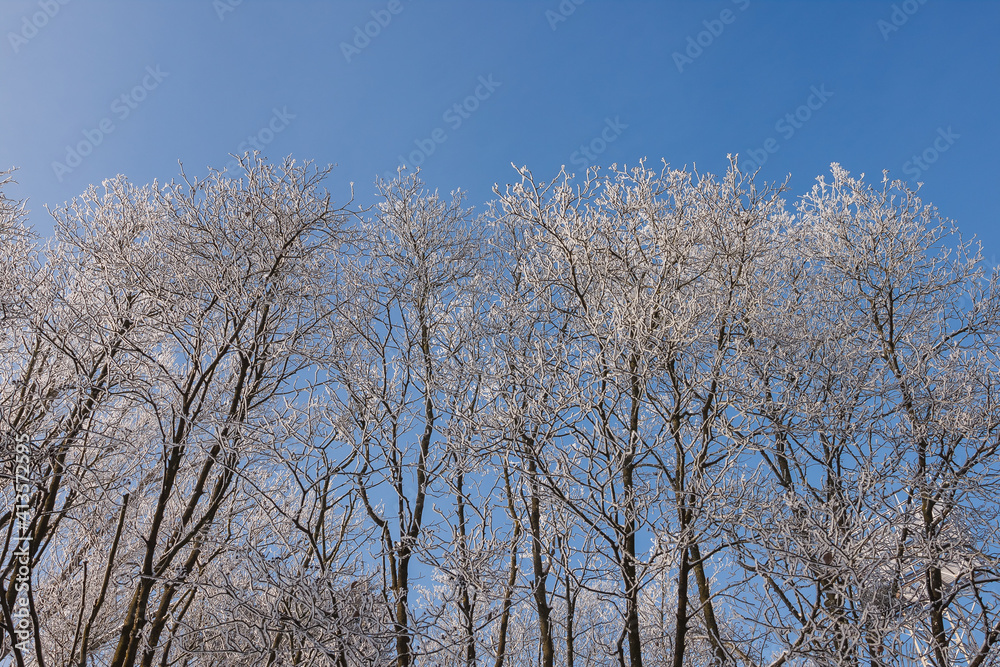 Branches covered with frost on a background of blue sky. Winter background Branches covered with frost on a background of blue sky. Winter background