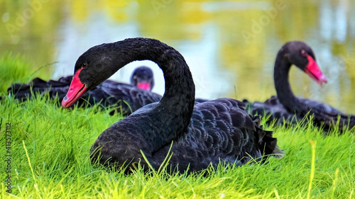 Black swans on green grass near the lake