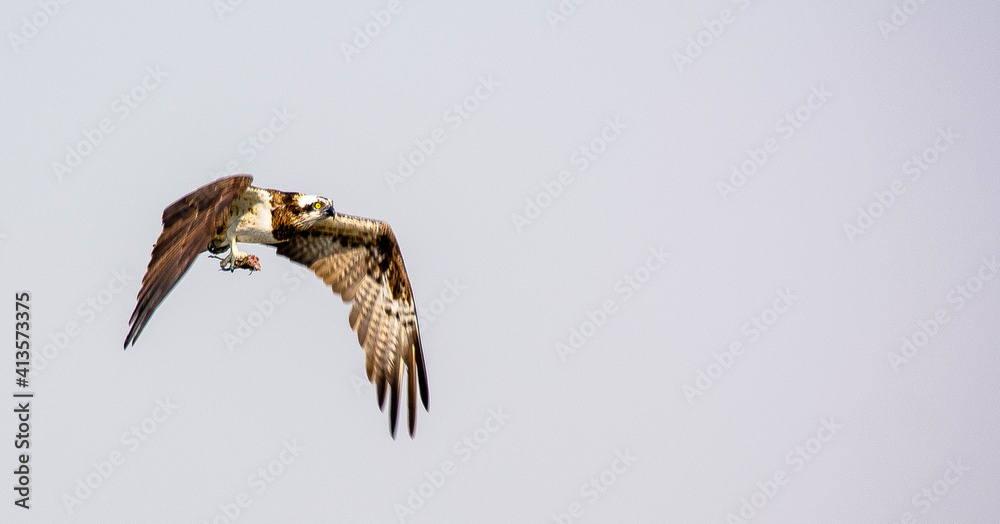 Obraz premium osprey with kill