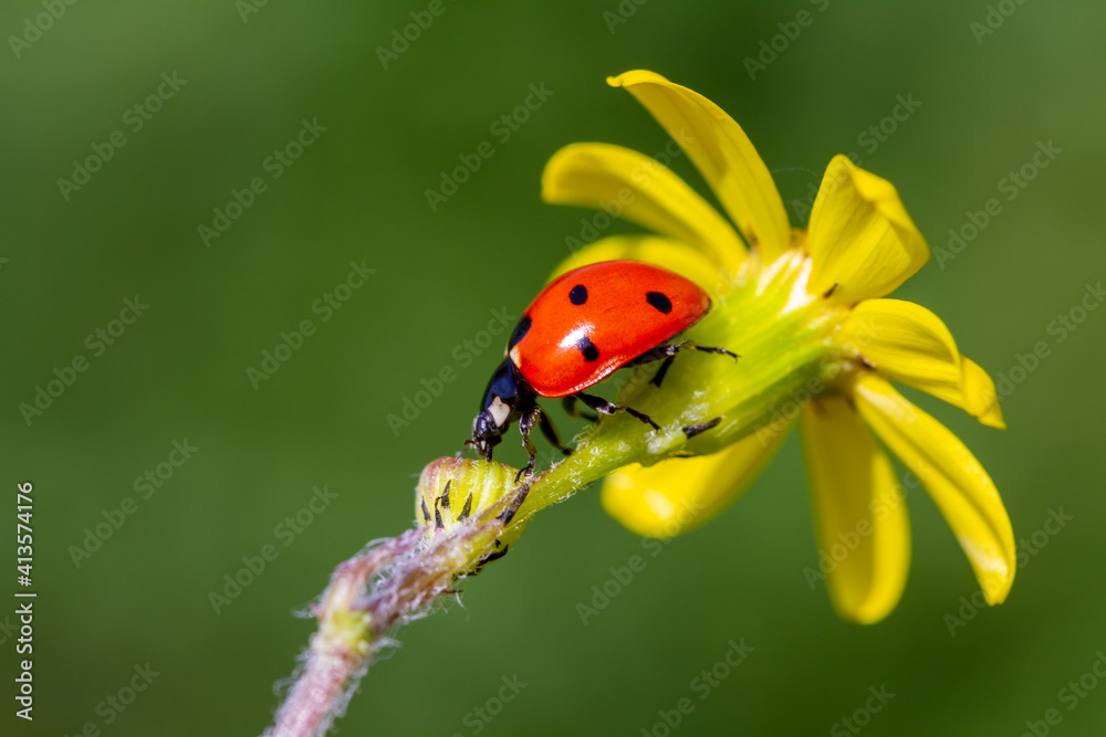 Ladybug and spring flower on a green background Ladybug and spring flower on a green background