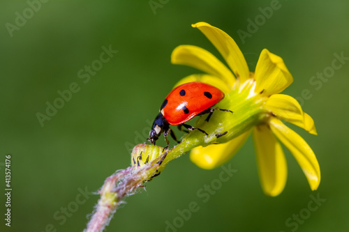Ladybug and spring flower on a green background