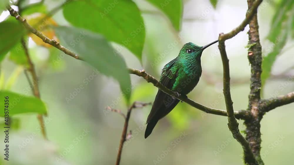 Green-crowned Brilliant hummingbird from Monteverde in Costa Rica Green-crowned Brilliant hummingbird from Monteverde in Costa Rica