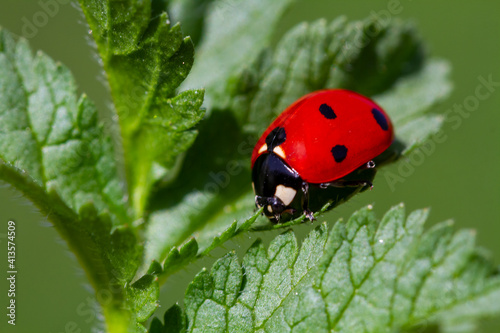 red ladybug on green leaf © mehmetkrc