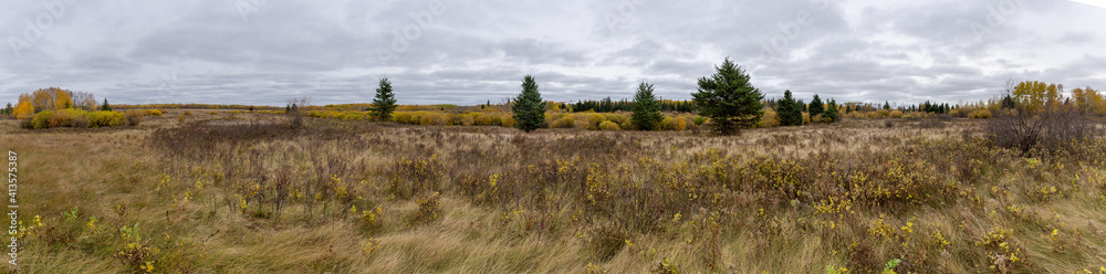 Very wide panorama of a natural prairie autumn landscape with golden colored fescue grass, shrubs with yellow leaves and scattered pine trees. The sky overcast with gray clouds
