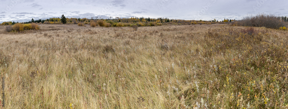 Prairie autumn landscape with a detailed view of windswept golden colored fescue grass and wildflowers.  Shrubs with yellow leaves and scattered pine trees are in the midground. 
