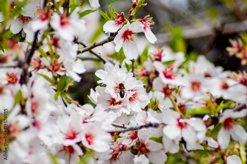 almond blossom © RAQUEL