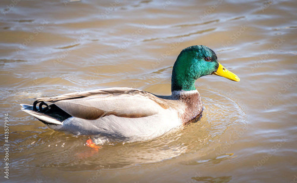 Fototapeta premium Stockente