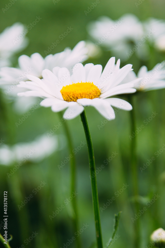 Obraz premium white camomile flower 