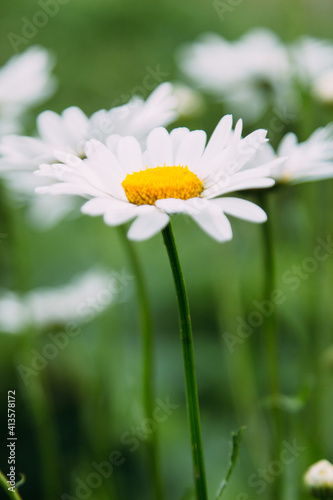 white camomile flower 