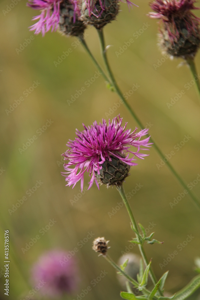 Репейник один в поле воин